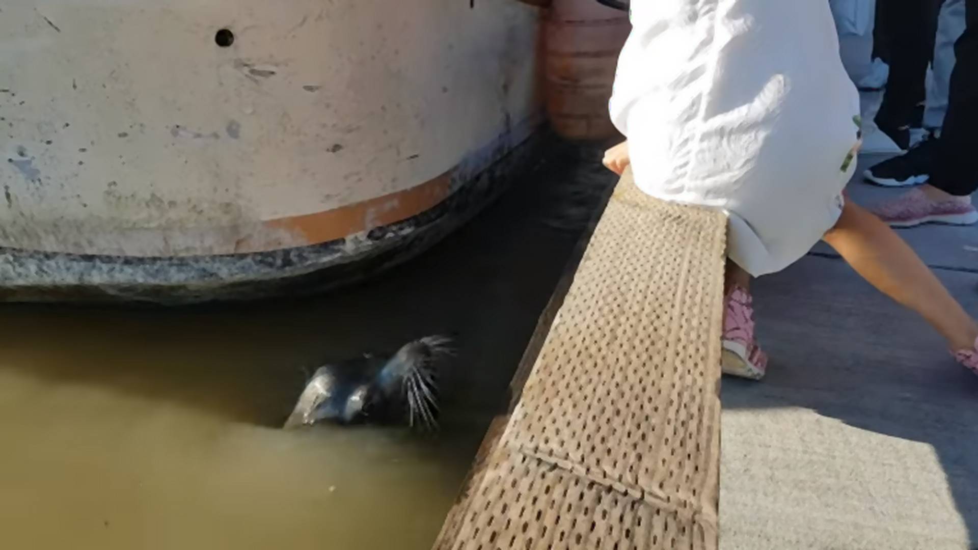 Scena iz košmara: Morski lav povukao devojčicu u vodu