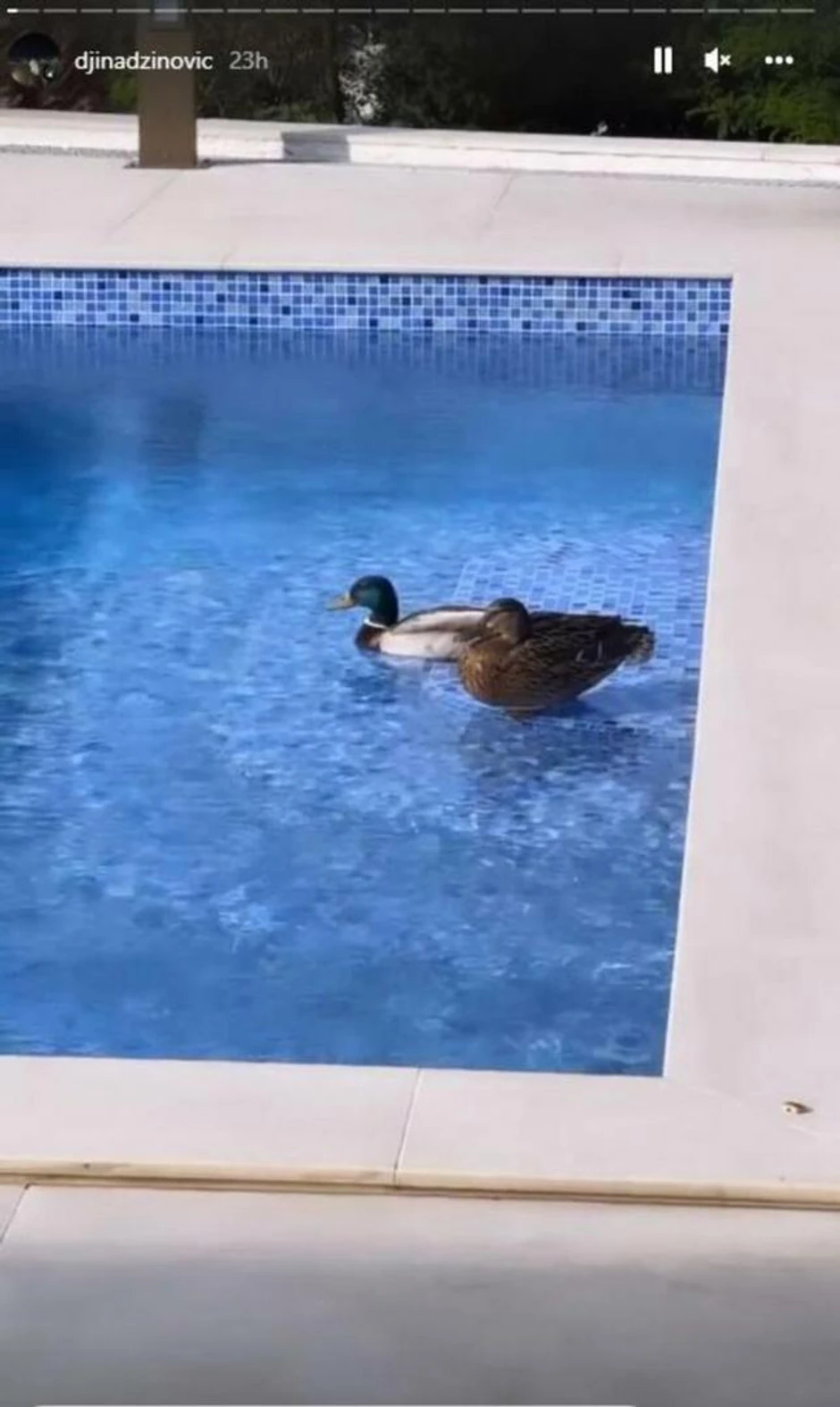 Vila Meline i Harisa