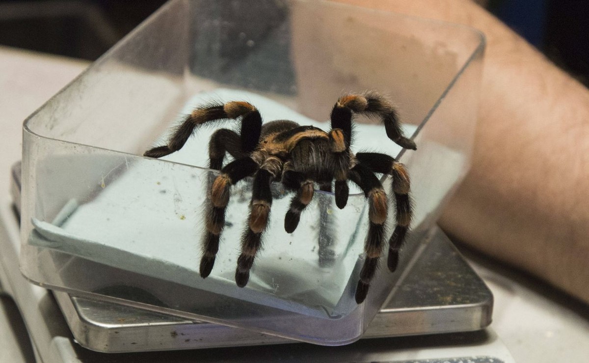 Tarantula