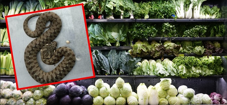 Wąż w selerze naciowym? Klientka wróciła ze sklepu z niespodzianką