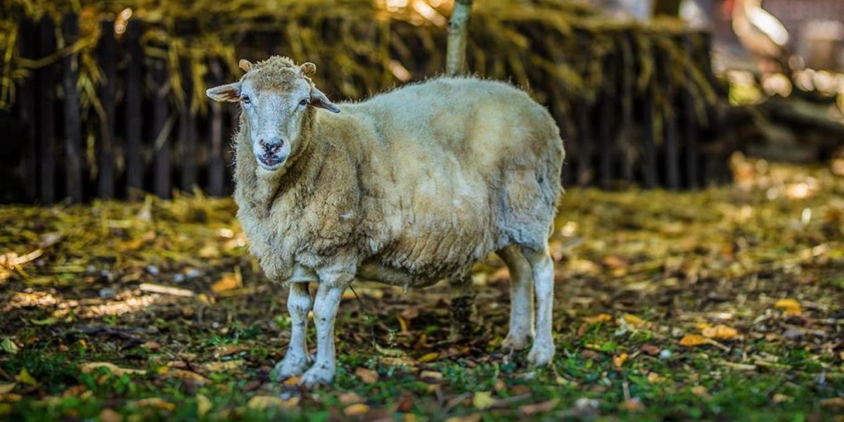 Lekarz wykupił owcę Helenkę