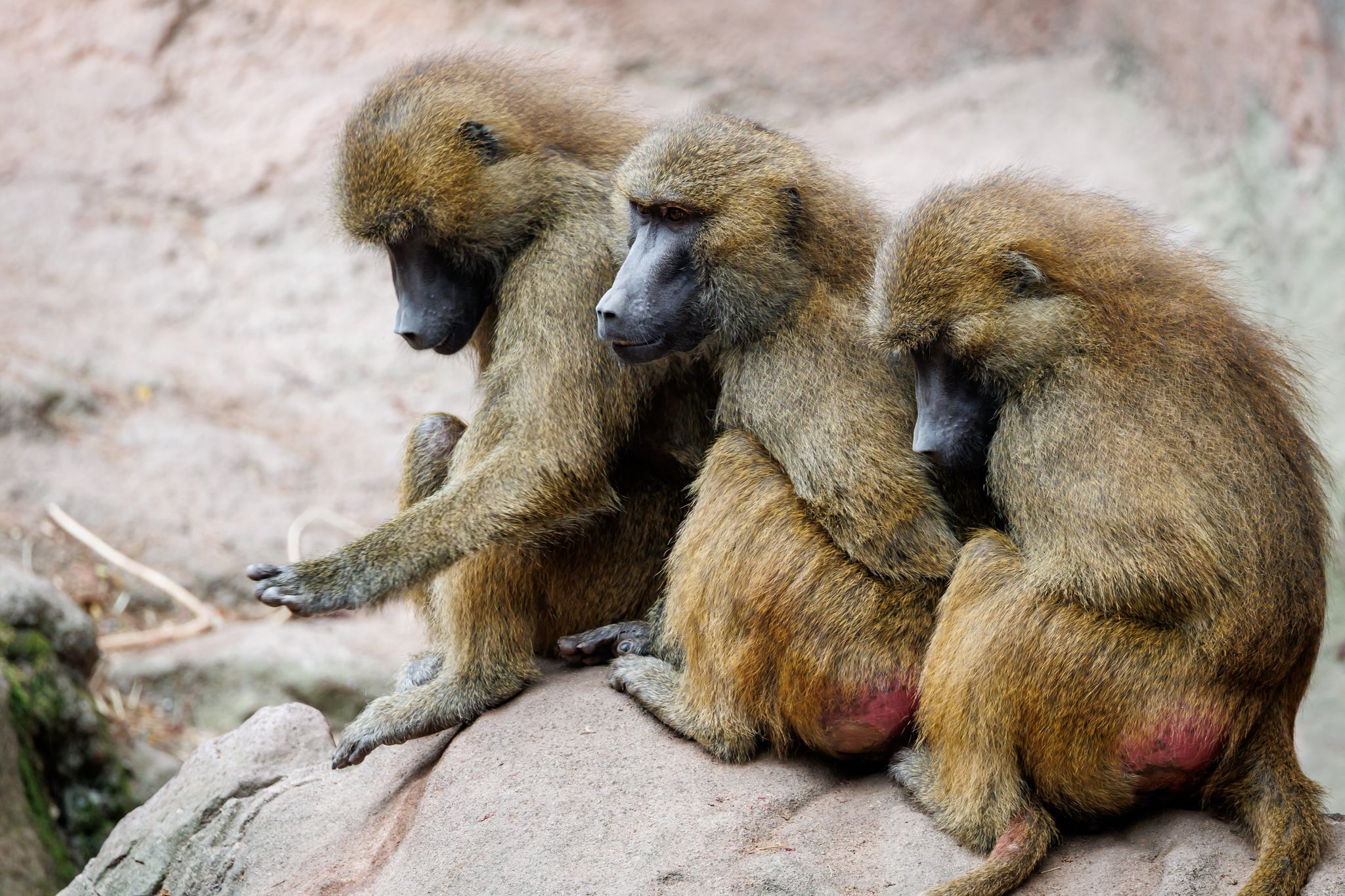 Nürnberger Zoo will gesunde Paviane töten lassen