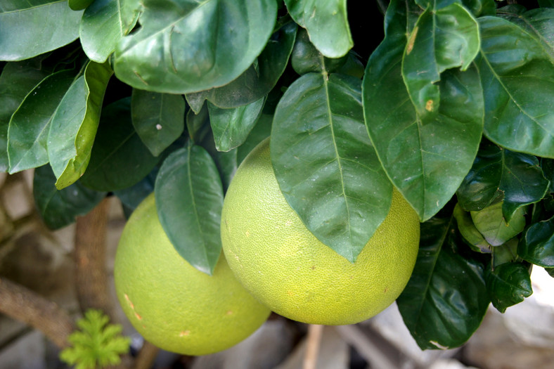 Takie pomelo każdy mieszkaniec Cypru ma w swoim ogródku