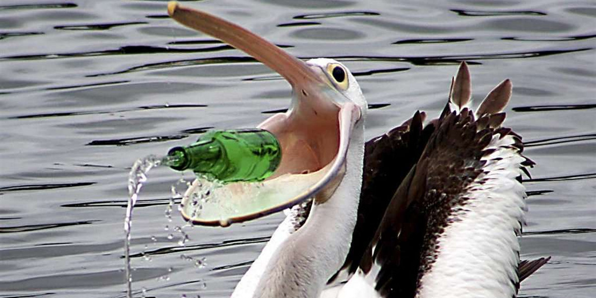 Pelikan pluje butelką