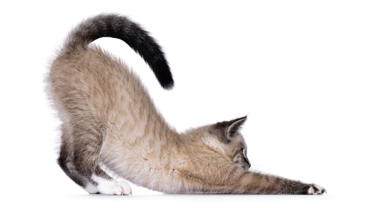 orvos válaszol macska széklet féreg férges