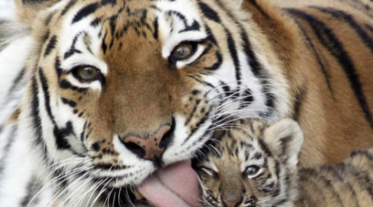 Tigriskölykök bűvölik az oroszokat