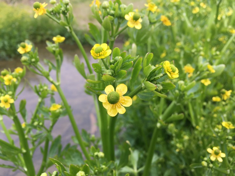 jaskier jadowity, Ranunculus Sceleratus, rośliny trujące,