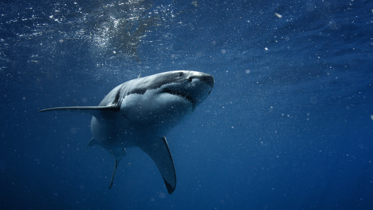 Zaskakujące odkrycie naukowców, Rekiny uzależniły się od... kokainy