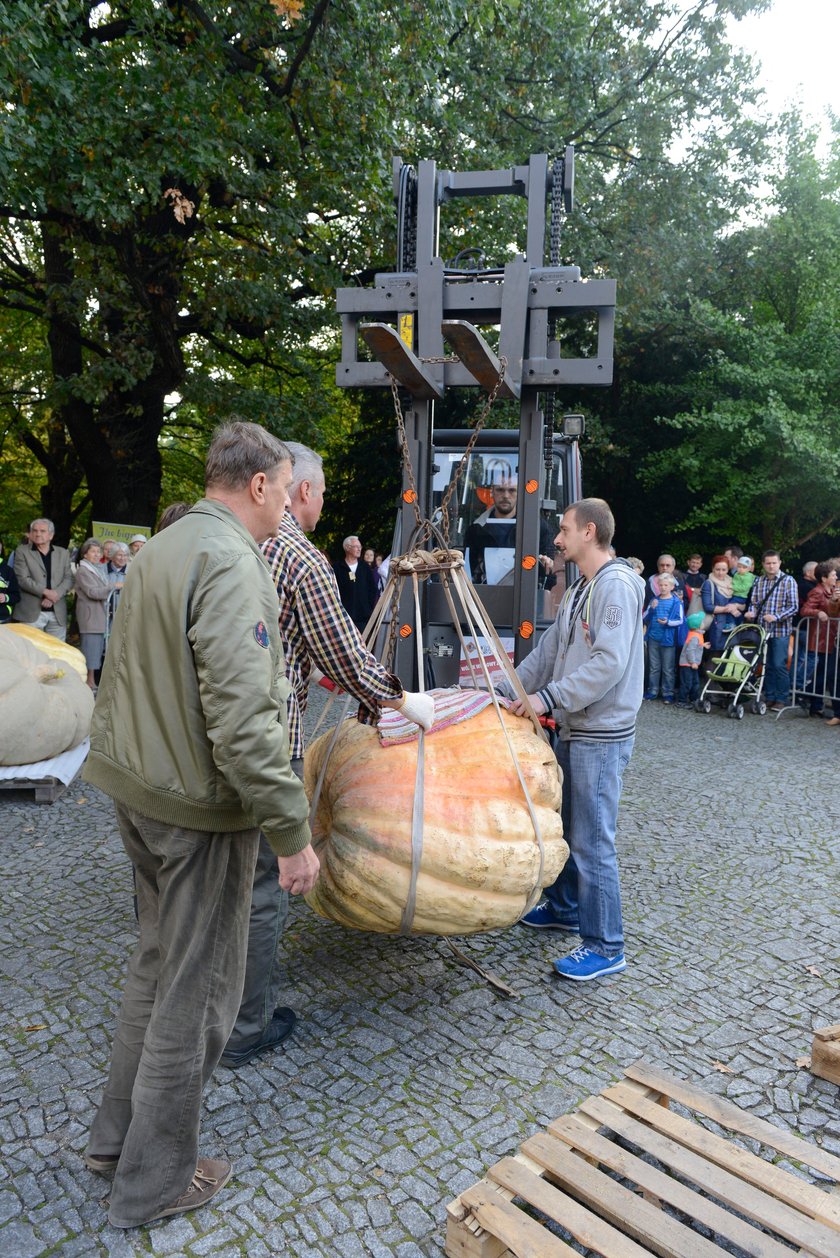 Ważenie dyni w Ogrodzie Botanicznym we Wrocławiu