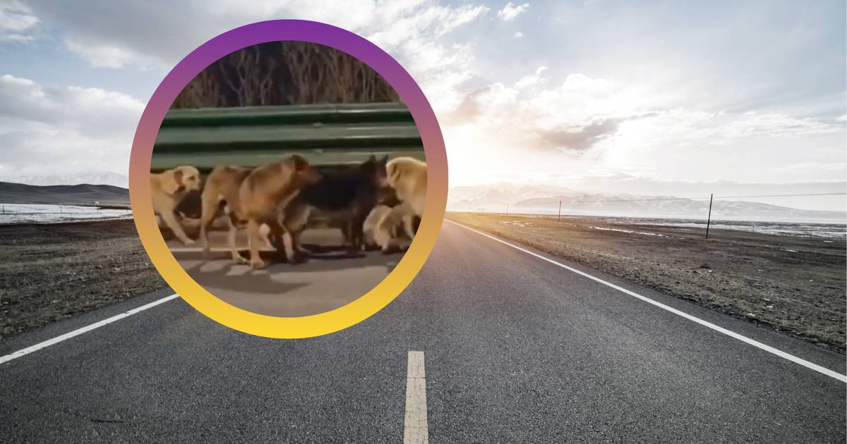 Psy uciekły z transportu na rzeź. Poruszające nagranie obiegło sieć