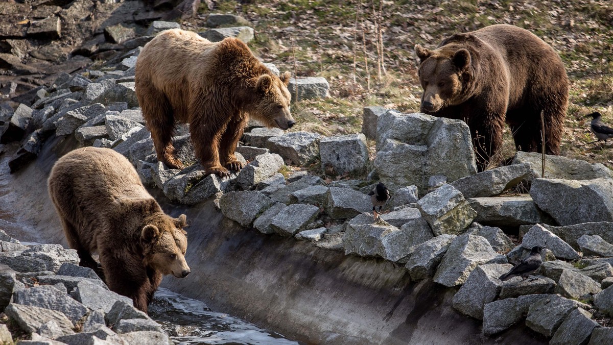 WROCŁAW WIOSNA ZOO NIEDŹWIEDZIE