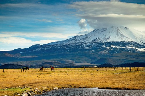 Horses on field by snowcapped mountain against sky