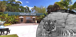 USA: Sprzątacz w zoo wszedł na wybieg i zaczepiał tygrysa. Gdy kot go zaatakował, został zastrzelony