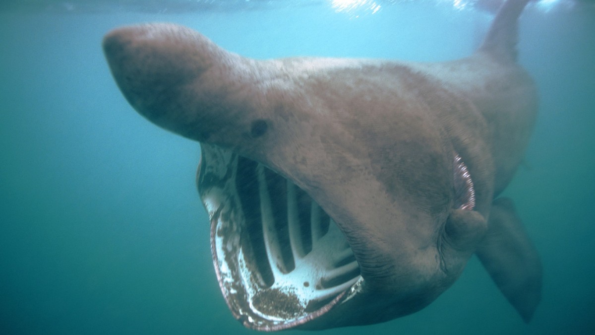 Retka scena na Jadranu - Uočena ajkula među brodićima: 