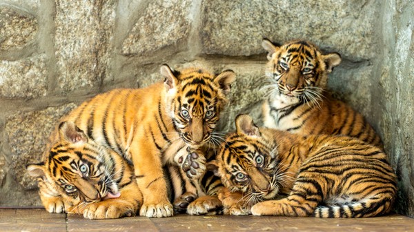 Tygryski rosną jak na drożdżach