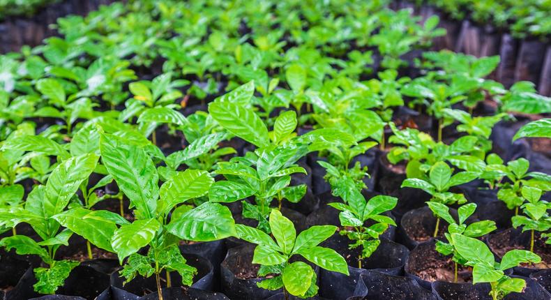 Coffee seedlings