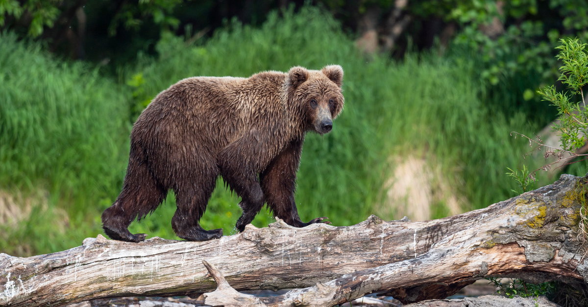 La muerte de un pescador ruso.  El oso que le disparó lo mató.