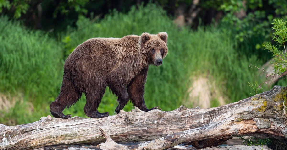 Moartea unui pescar rus.  Ursul care l-a împușcat l-a ucis