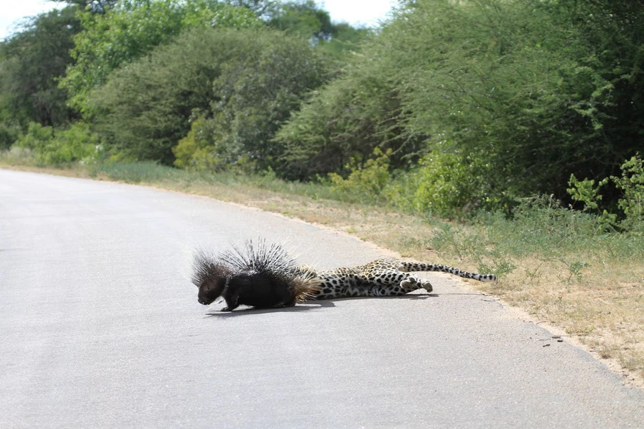 Ali nije očekivao da će susret biti vrlo bockav