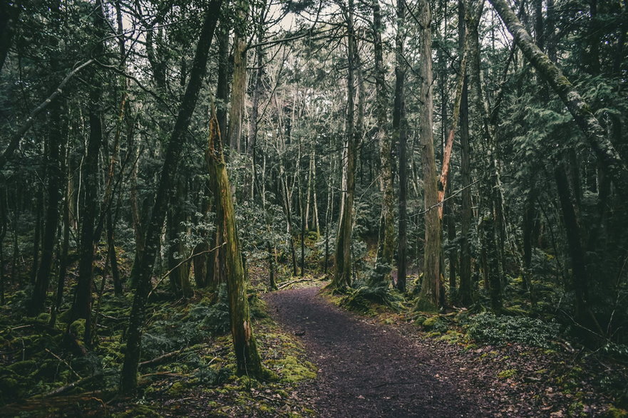 Szlak trekkingowy przez las Aokigahara. Fot. Jake Weirick