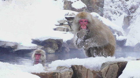 Małpy, które kochają gorącą kąpiel. Atrakcje zimowej Japonii