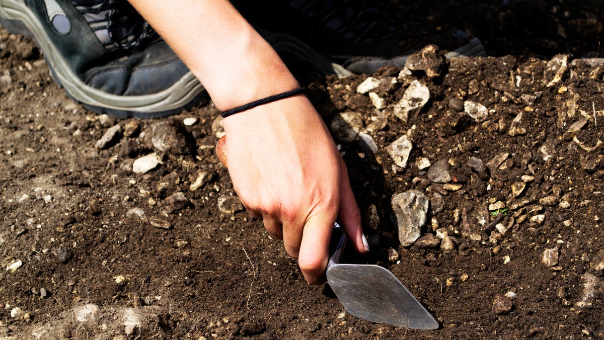 Kości znajdowały się w grobie, w którym złożono mężczyznę z dzieckiem ok. 4,5 tys. lat temu. To dla archeologów zaskoczenie - z reguły w pochówkach z tego okresu umieszczano tusze zwierząt udomowionych. Do odkrycia doszło k. Sandomierza. 