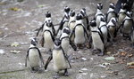 W krakowskim ZOO będą pingwiny