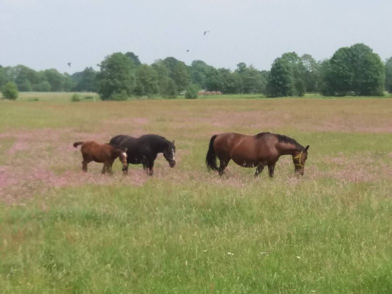 Pasące się koniki w Jesionej. Obok przebiega nowiutka trasa rowerowa w kierunku na Tatarki.