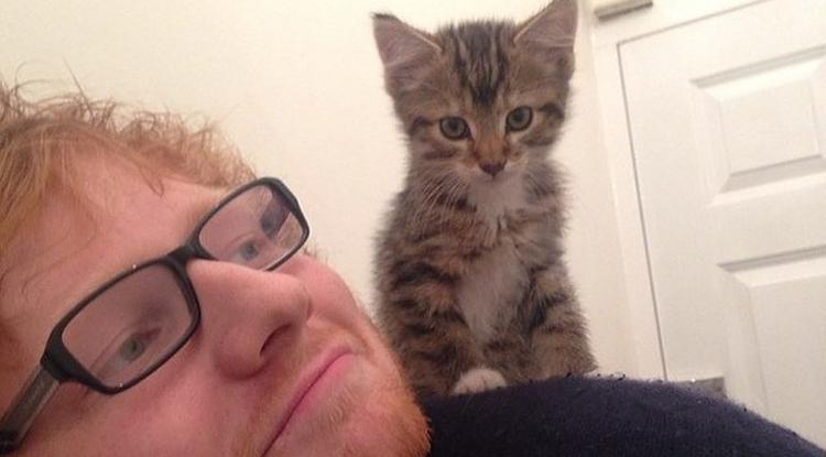 Állati Cuki! - Láttad már Ed Sheeran macskáinak az Insta oldalát?