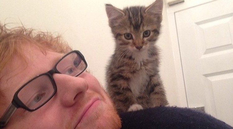 Állati Cuki! - Láttad már Ed Sheeran macskáinak az Insta oldalát?