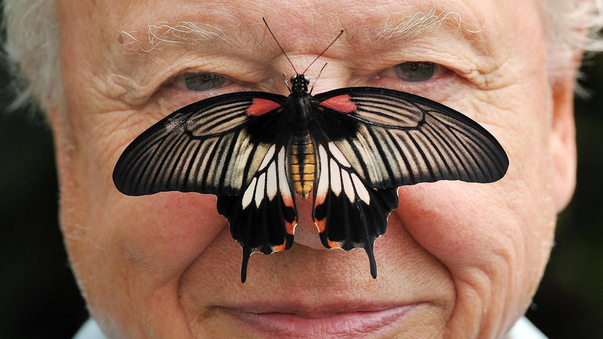 Sir David Attenborough elképesztő 92 éve 92 másodpercben - VIDEÓ