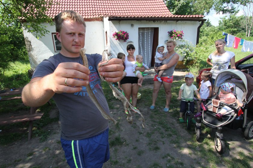 Bociana nie ma, żmije grasują!