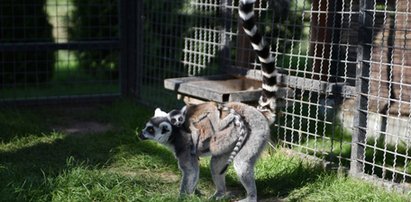 Wielka zazdrość w stadzie lemurów z zoo w Borysewie