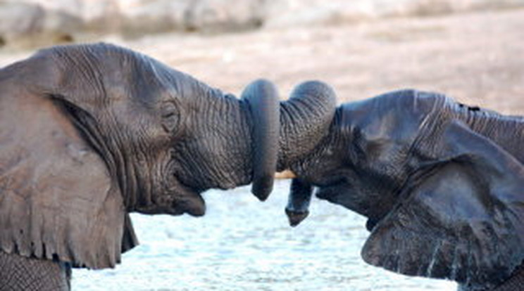 Puszival köszönnek az elefántok