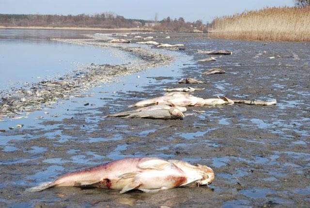 Galeria Polska - katastrofalna przyducha na jeziorze Słupeckim, obrazek 5