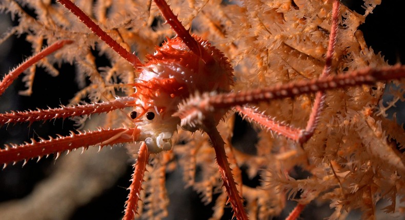 A squat lobster was spotted in coral during a Schmidt Ocean Institute expedition.ROV SuBastian/Schmidt Ocean Institute