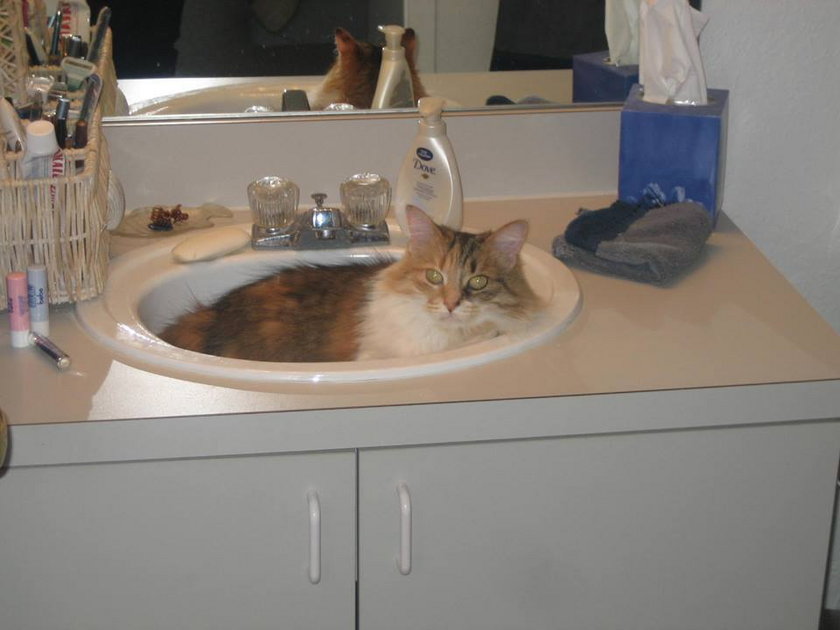 Kolejny kot w umywalce