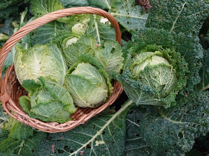 Prepoznajte kupus koji je pun pesticida