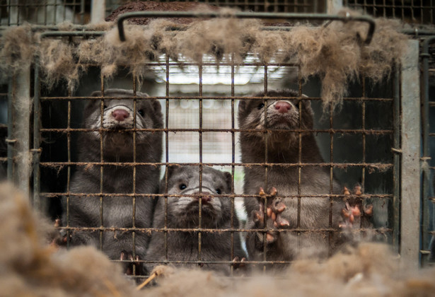 Sejmowa komisja za wykreśleniem ograniczeń dotyczących uboju rytualnego w projekcie o ochronie zwierząt