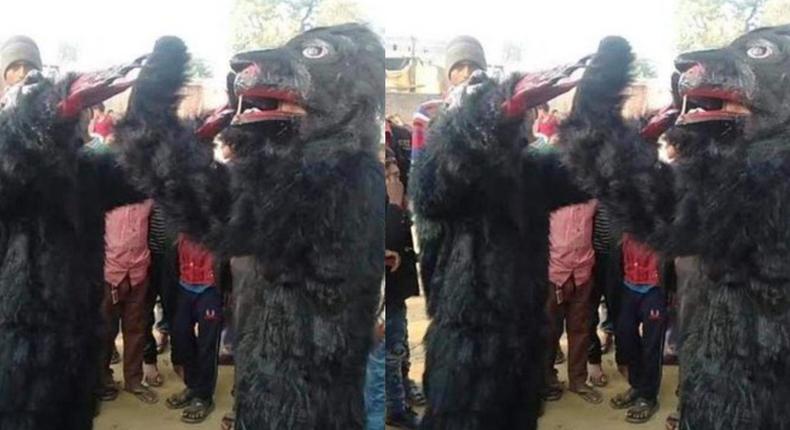 Villagers dress up like beers to scare away over 2000 monkeys