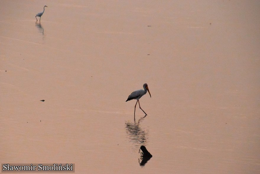 Rzeka Gambia