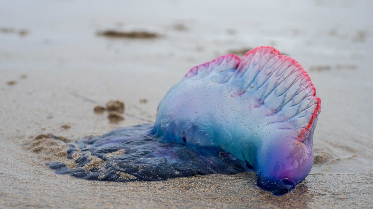 morski jež sa pipcima