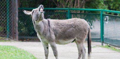 Osiołki miały rację, wygrał Jaśkowiak