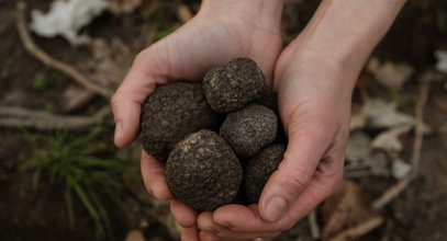 150 zł za 100 g. Takie "skarby" rosną w Polsce