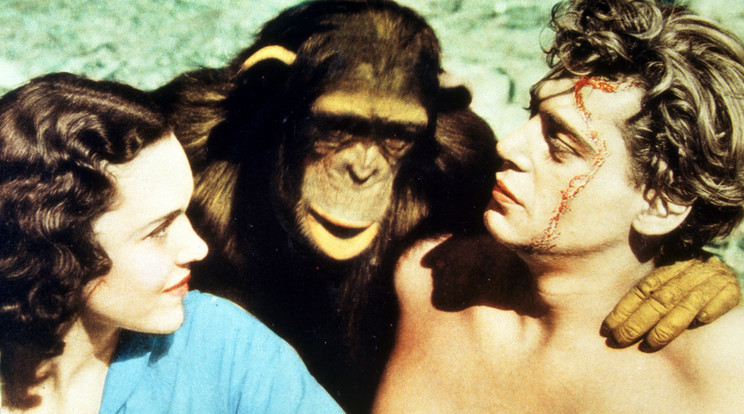 A filmrajongók számára Johnny Weissmüller az igazi Tarzan, jellegzetes csatakiáltása, suta beszéde és daliás alakja összeforrt a szereppel. Az Erdélyből származó, amerikai csodaúszó 1932-től több mint másfél évtizeden át alakította Tarzant, a szerelmét, Jane-t alakító színésznők cserélődtek mellette, ahogy a Chitát játszó majmok is, de ő rendületlenül lengett az indákon. / Fotó: Northfoto