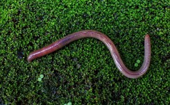 Preparat z dżdżownic może pomóc w opracowaniu leku na raka płuca