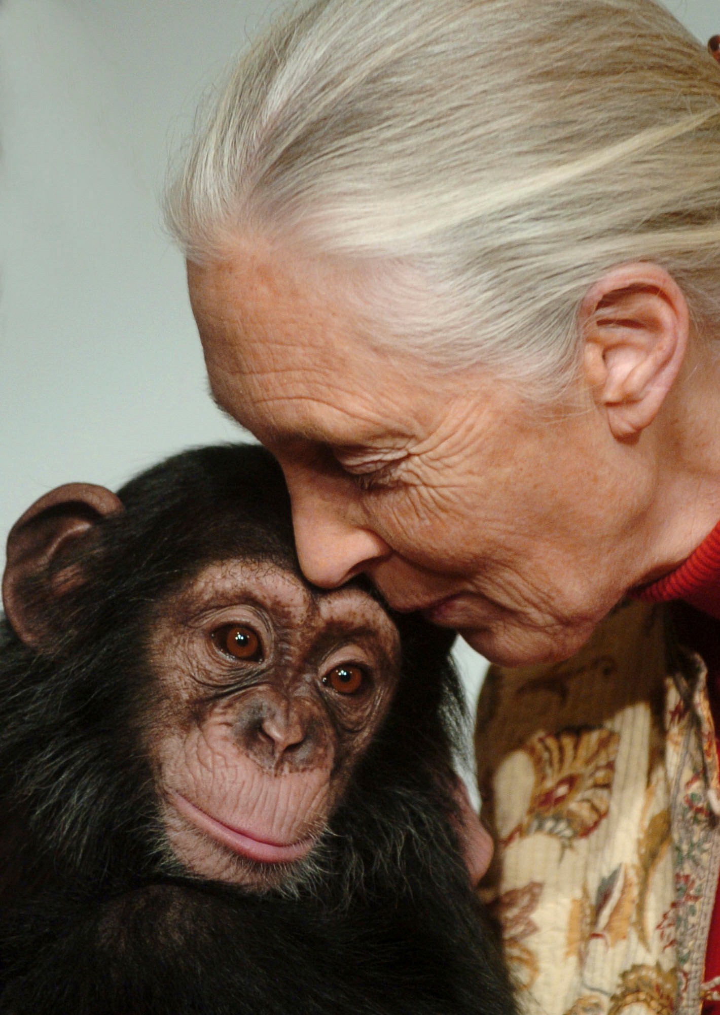 Renomovaná britská biologička Jane Goodall, ktorá sa zaoberala výskumom primátov, najmä šimpanzov.