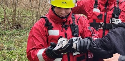 Strażacy weszli po pas do lodowatej wody, by ratować... łabędzia. Niecodzienna akcja