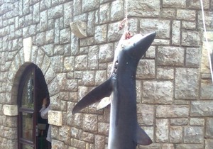 140539_morski-pas-petrovac-modrulj-vijesti