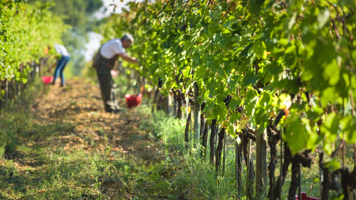 8 lipca rozpocznie się szósta edycja Dni Otwartych Winnic na Małopolskim Szlaku Winnym. Przez cały sezon turyści będą mogli je zwiedzać i degustować produkty. W tym roku zaplanowano sześć głównych spotkań i pięć dodatkowych.